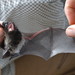 Wattled Bats - Photo (c) Doug Beckers, some rights reserved (CC BY-SA)