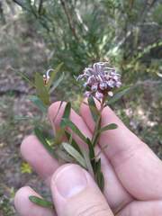 Grevillea sphacelata