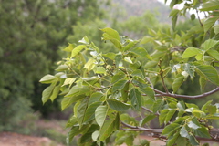 Millettia pinnata