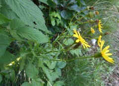 Senecio squalidus rupestris