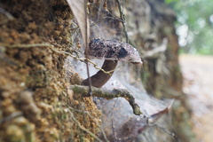 Indoporus squamulosus