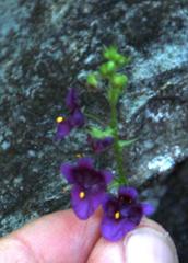 Diascia parviflora