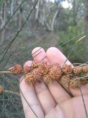 Cylindrococcus spiniferus