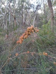 Cylindrococcus spiniferus