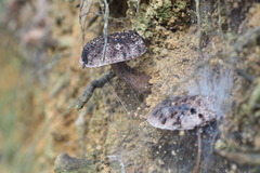 Indoporus squamulosus