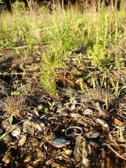 Diastella proteoides