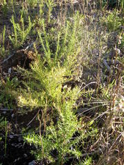 Diastella proteoides