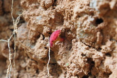 Parvixerocomus aokii