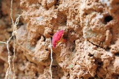 Parvixerocomus aokii