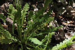 Senecio erosus