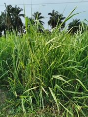 Poaceae