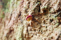 Parvixerocomus aokii