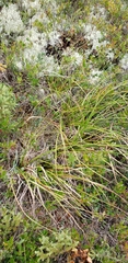 Scirpus longii