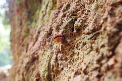 Parvixerocomus aokii