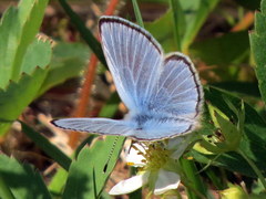 Glaucopsyche lygdamus image