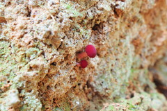 Parvixerocomus aokii