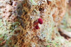 Parvixerocomus aokii