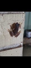 Litoria quiritatus