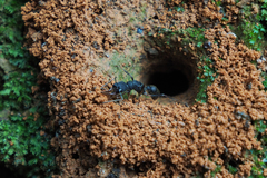 Harpegnathos venator