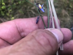 Dianella rara
