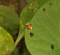 Aspidimorpha furcata