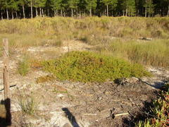 Diastella proteoides