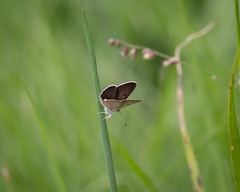 Lycaena tityrus subalpina