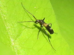 Chasmatonotus