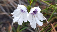 Prostanthera saxicola montana