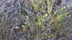 Prostanthera saxicola montana