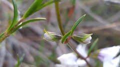 Prostanthera saxicola montana