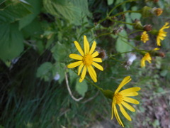 Senecio squalidus rupestris