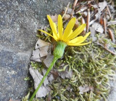 Senecio squalidus rupestris