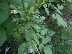 Senecio squalidus rupestris
