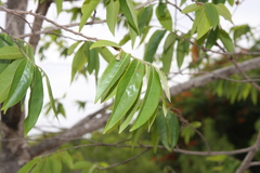 Huberantha cerasoides