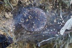 Indoporus squamulosus