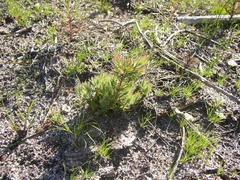 Diastella proteoides