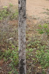 Huberantha cerasoides