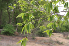 Huberantha cerasoides