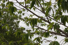 Huberantha cerasoides