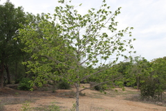 Huberantha cerasoides
