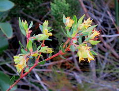 Penaea acutifolia