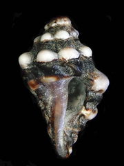 Image of Muricodrupa anaxares