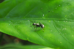 Polyrhachis illaudata