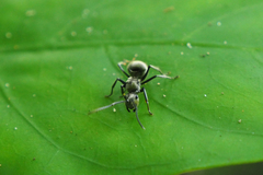 Polyrhachis illaudata