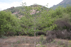 Huberantha cerasoides