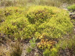 Diastella proteoides