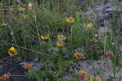 Lotononis fastigiata