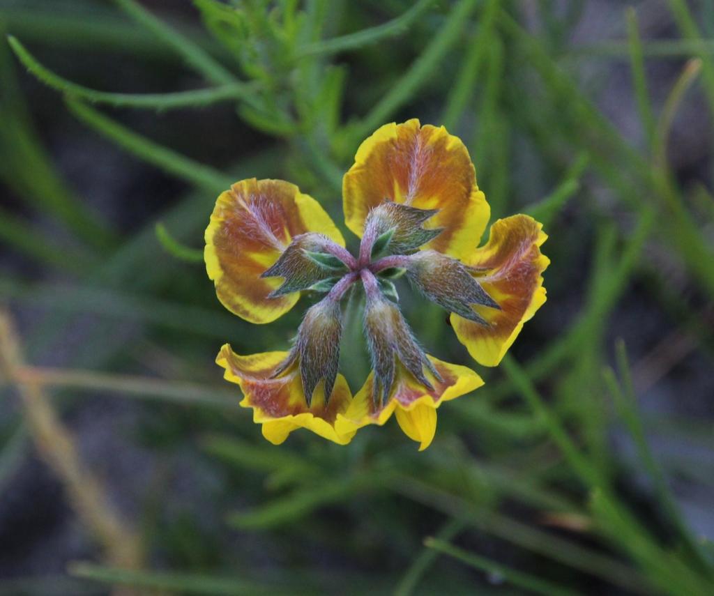 Lotononis fastigiata