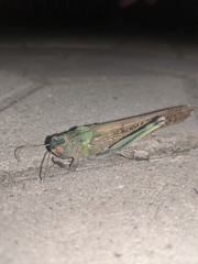 Locusta migratoria